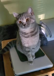 Wunderschöne BKH Katze