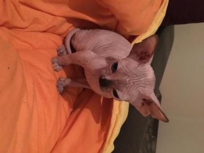 Kanadishe sphynx kitten