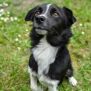 Rocco sucht ein Zuhause