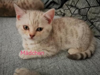 Bkh Kitten