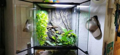 2 Rotaugenlaubfrösche - Agalychnis callidryas mit Terrarium von Exo Terra