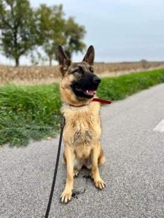 Trixie liebt kuscheln und Spaziergänge