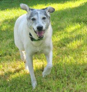 LAYDA - Mix, weiblich, 9 Jahre, 56 cm, 20 kg, Gechipt, Kastriert