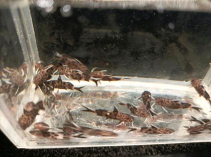 Zwerg-Fiederbartwels Synodontis lucipinnis