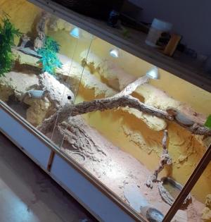 Bartagamen Pärchen mit Terrarium und Zubehör