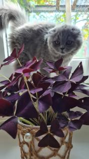 Blh katze kitten mit impfheft