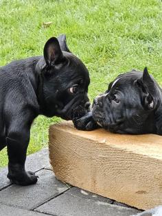 Französische Bulldoggen
