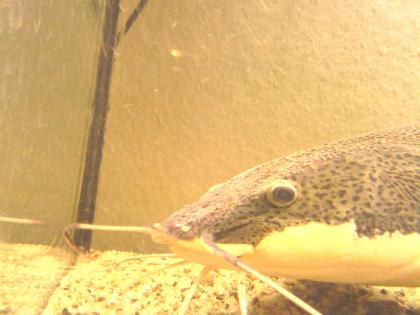Phractocephalus hemioliopterus, Rotflossen-Antennen wels, ca. 35-45cm