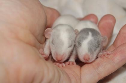 Einzigartiger Ratten Nachwuchs