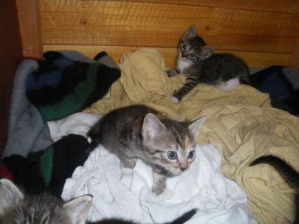 3 Süpersüße Katzenbabys zum 14. 07. 11 in liebevolles Zuhause abzugeben