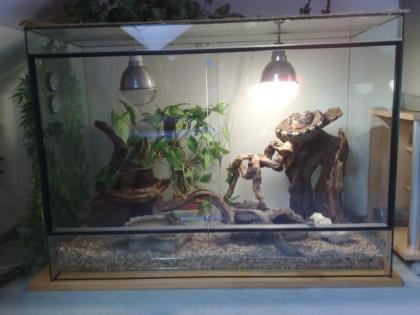 Königspython mit Terrarium