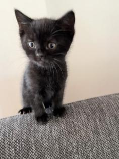 BKH Kitten Mix