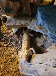 Verkaufe 2 Leopardgeckos
