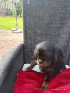 Cavalier King Charles Welpen black tan