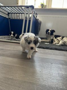 Border Collie Welpen Showlinie