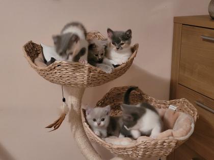 BKH Kitten reinrassig abholbereit