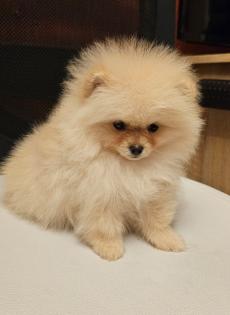 Zwergspitz/ Pomeranian