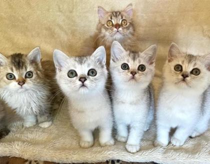 BKH silver shaded Kitten
