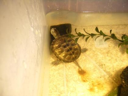 Europäische Sumpfschildkröten Emys orbicularis NZ 2021