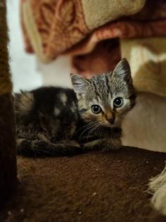 Süße Maus sucht ruhiges Zuhause