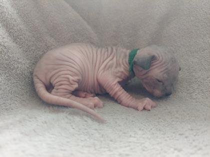 Canadian Sphynx Kitten