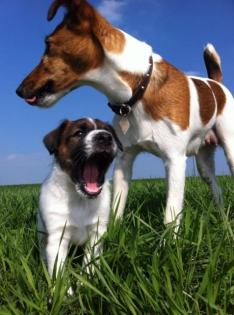 Foxterrier Glatthaar Welpe