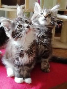Maine Coon Kittenmädchen mit Stammbaum abgabebereit