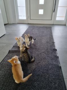 Katzenbabys, Kitten, Katze