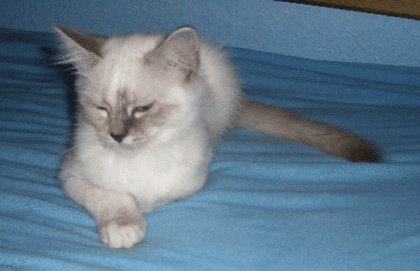 Süße Heilige Birma Mädchen Abby von Clarens