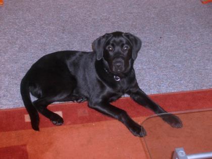 Verkaufe prächtigen Labradorwelpen Rüde