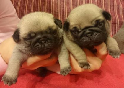 Mops - Qualitäts Welpen mit Stammbaum FCI - beige und schwarz