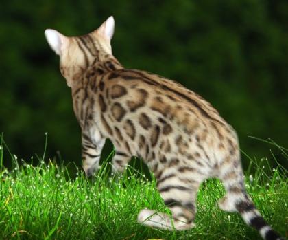 Bengalkatzen, Bengalkatze