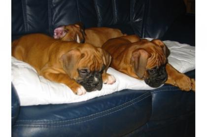 Entwurmt Boxer Welpen