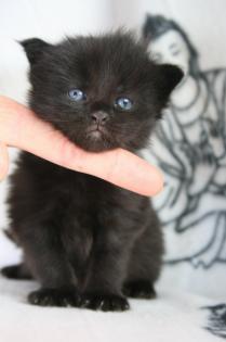 Maine-Coon Kitten aus einmaliger Verpaarung.
