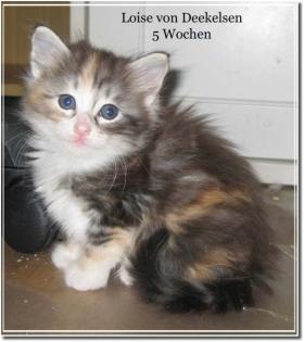Norwegische Waldkatzenbaby s