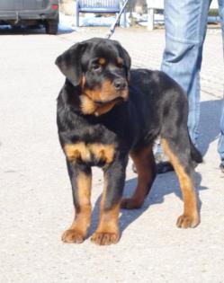 Rottweilerwelpen von La Suerte