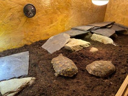 Spaltenschildkröte Malacochersus tornieri