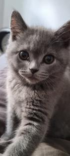 BKH - KITTEN 13 WOCHEN