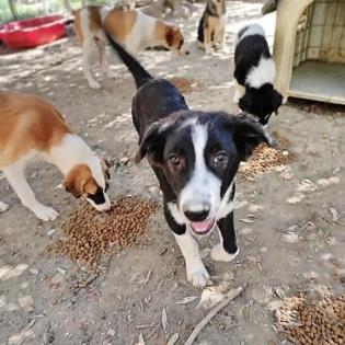 Domino sucht ein passendes Zuhause