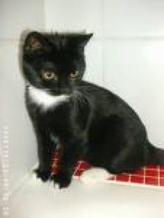 Suche zwei hübsche Katerchen
