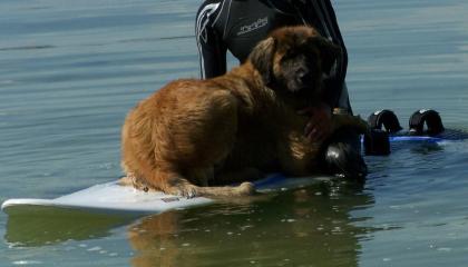 Liebe Leonbergerhündin sucht Traumleonberger