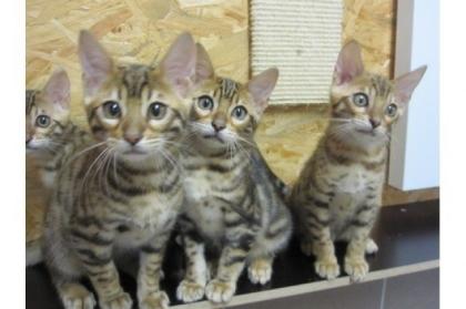 Reinrassigen Bengal katzen 200Euro