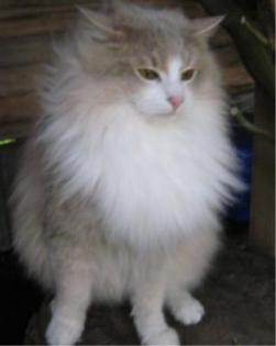 Deckkater in Amber/tabby/ticked/white