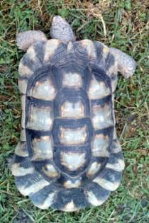 Breitrandschildkröte, männlich