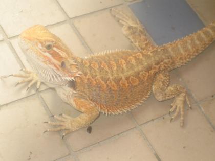 Bartagamen Leopardgeckos günstig abzugeben