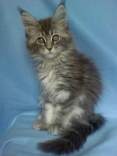 3 Maine Coon Baby s
