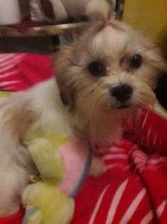 Kleine goldige Shih Tzu