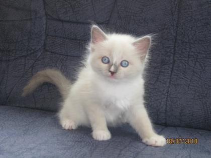 RAGDOLL MIEZEN