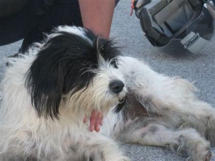 Ira Familie mit Kindern und gerne Hund und Katze gesucht