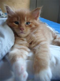 Maine Coon of Uranustigers. com